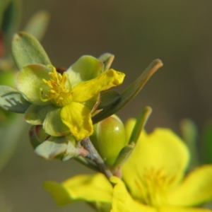 Hibbertia obtusifolia at Crace, ACT - 21 Oct 2017