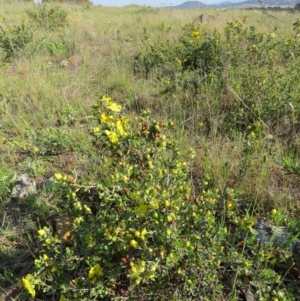 Hibbertia obtusifolia at Crace, ACT - 21 Oct 2017