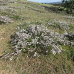 Gaudium multicaule (Teatree) at Percival Hill - 21 Oct 2017 by gavinlongmuir