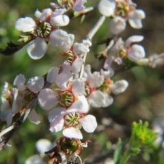 Gaudium multicaule (Teatree) at Percival Hill - 15 Oct 2017 by gavinlongmuir