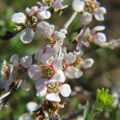 Gaudium multicaule (Teatree) at Percival Hill - 15 Oct 2017 by gavinlongmuir