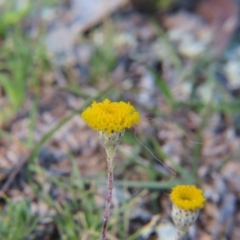 Leptorhynchos squamatus at Nicholls, ACT - 15 Oct 2017