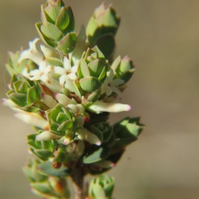 Brachyloma daphnoides (Daphne Heath) at Nicholls, ACT - 15 Oct 2017 by gavinlongmuir