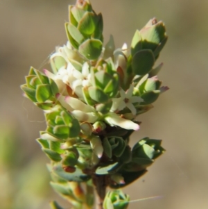 Brachyloma daphnoides at Nicholls, ACT - 15 Oct 2017