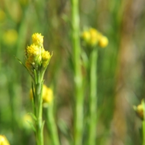 Chrysocephalum semipapposum at Nicholls, ACT - 21 Oct 2017