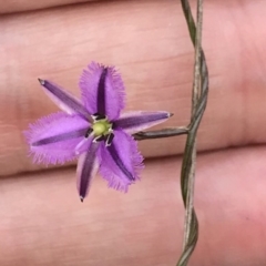 Thysanotus patersonii (Twining Fringe Lily) at QPRC LGA - 22 Oct 2017 by yellowboxwoodland