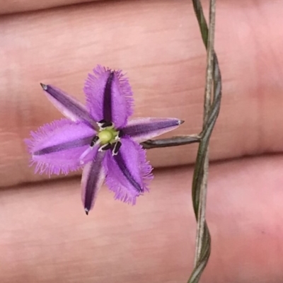 Thysanotus patersonii (Twining Fringe Lily) at Bungendore, NSW - 22 Oct 2017 by yellowboxwoodland