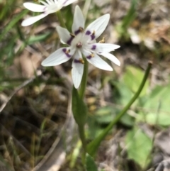 Wurmbea dioica subsp. dioica (Early Nancy) at Bungendore, NSW - 22 Oct 2017 by yellowboxwoodland