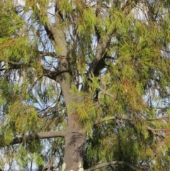 Exocarpos cupressiformis at Nicholls, ACT - 21 Oct 2017