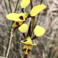 Diuris sulphurea (Tiger Orchid) at QPRC LGA - 22 Oct 2017 by yellowboxwoodland