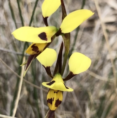 Diuris sulphurea (Tiger Orchid) at Bungendore, NSW - 22 Oct 2017 by yellowboxwoodland