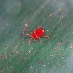 Paratrombium sp. (genus) (A velvet mite) at QPRC LGA - 20 Oct 2017 by Christine