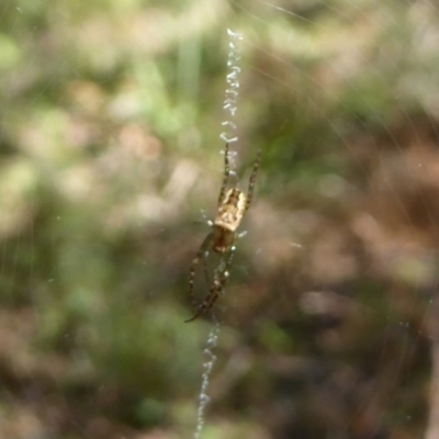 Plebs eburnus (Eastern bush orb-weaver) at Farringdon, NSW - 21 Oct 2017 by Christine