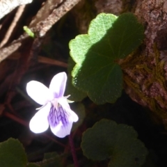 Viola sp. (Violet) at QPRC LGA - 20 Oct 2017 by Christine