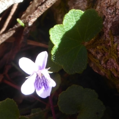 Viola sp. (Violet) at Farringdon, NSW - 20 Oct 2017 by Christine