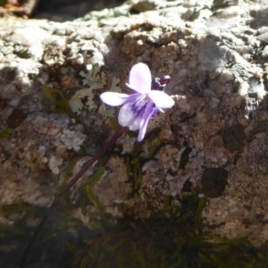 Viola sp. at Farringdon, NSW - 21 Oct 2017