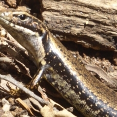 Eulamprus heatwolei (Yellow-bellied Water Skink) at Farringdon, NSW - 21 Oct 2017 by Christine