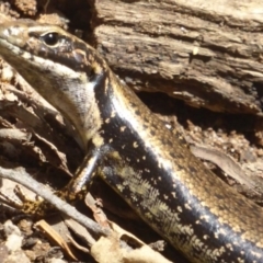 Eulamprus heatwolei (Yellow-bellied Water Skink) at Tallaganda State Forest - 20 Oct 2017 by Christine