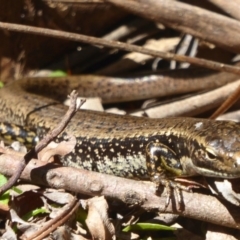 Eulamprus heatwolei at Farringdon, NSW - 21 Oct 2017