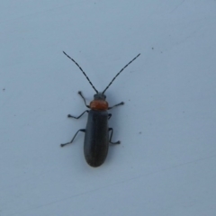 Heteromastix sp. (genus) (Soldier beetle) at Farringdon, NSW - 21 Oct 2017 by Christine
