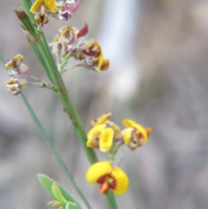 Daviesia leptophylla at Nicholls, ACT - 21 Oct 2017