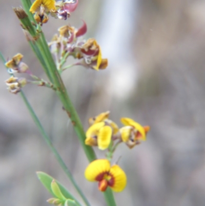 Daviesia leptophylla (Slender Bitter Pea) at Nicholls, ACT - 21 Oct 2017 by gavinlongmuir