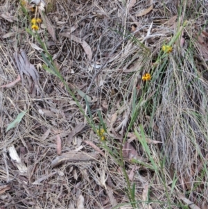 Daviesia leptophylla at Nicholls, ACT - 21 Oct 2017