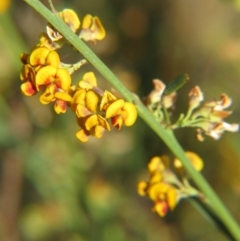 Daviesia leptophylla (Slender Bitter Pea) at Percival Hill - 21 Oct 2017 by gavinlongmuir