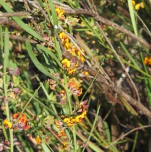 Daviesia leptophylla at Nicholls, ACT - 21 Oct 2017