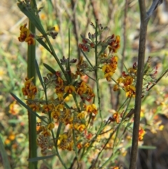 Daviesia leptophylla at Nicholls, ACT - 21 Oct 2017