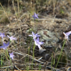 Wahlenbergia sp. (Bluebell) at Percival Hill - 21 Oct 2017 by gavinlongmuir