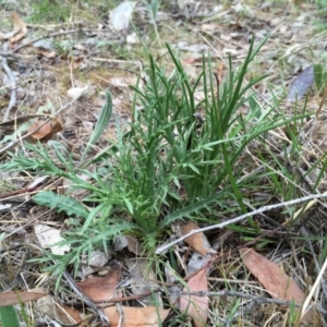 Eryngium ovinum at Nicholls, ACT - 20 Oct 2017