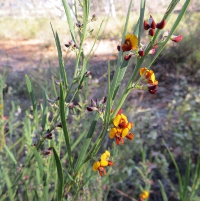 Daviesia leptophylla (Slender Bitter Pea) at Percival Hill - 15 Oct 2017 by gavinlongmuir