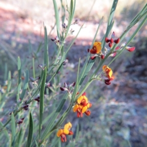 Daviesia leptophylla at Nicholls, ACT - 15 Oct 2017