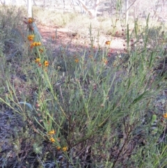 Daviesia leptophylla at Nicholls, ACT - 15 Oct 2017