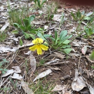 Goodenia paradoxa at Nicholls, ACT - 20 Oct 2017