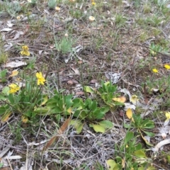 Goodenia paradoxa at Nicholls, ACT - 20 Oct 2017