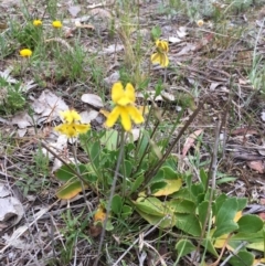 Goodenia paradoxa at Nicholls, ACT - 20 Oct 2017