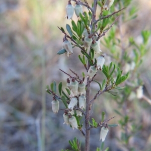 Cryptandra spinescens at Nicholls, ACT - 15 Oct 2017