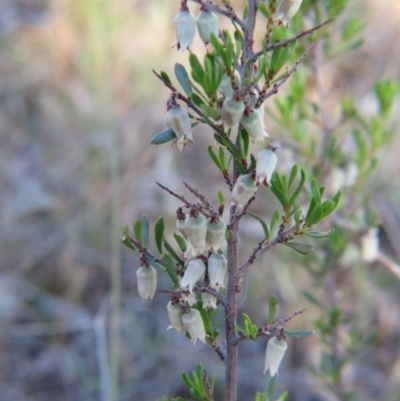 Cryptandra spinescens at Nicholls, ACT - 15 Oct 2017 by gavinlongmuir