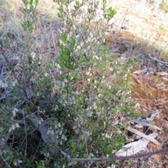 Cryptandra spinescens at Nicholls, ACT - 15 Oct 2017