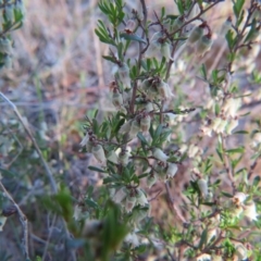 Cryptandra spinescens at Nicholls, ACT - 15 Oct 2017