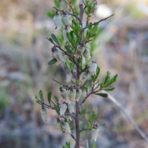 Cryptandra spinescens at Nicholls, ACT - 15 Oct 2017