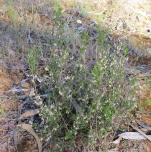 Cryptandra spinescens at Nicholls, ACT - 15 Oct 2017