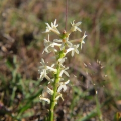 Stackhousia monogyna (Creamy Candles) at Percival Hill - 15 Oct 2017 by gavinlongmuir