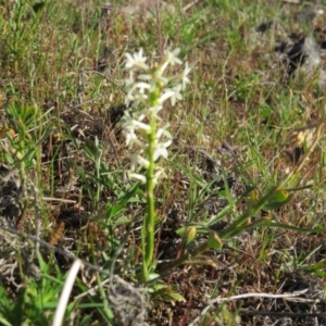 Stackhousia monogyna at Nicholls, ACT - 15 Oct 2017