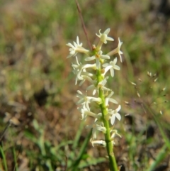 Stackhousia monogyna at Nicholls, ACT - 15 Oct 2017