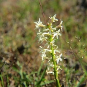 Stackhousia monogyna at Nicholls, ACT - 15 Oct 2017