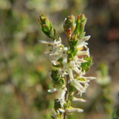 Brachyloma daphnoides (Daphne Heath) at Nicholls, ACT - 15 Oct 2017 by gavinlongmuir