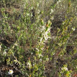 Brachyloma daphnoides at Nicholls, ACT - 15 Oct 2017